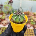 Astrophytum Asterias
