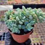 Sedum Clavatum