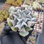Echeveria Cubic Frost
