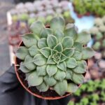 Graptopetalum Tacitus