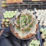 Echeveria Purpusorum