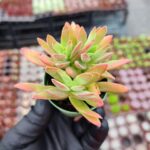 Crassula Ssp.