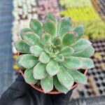 Echeveria Puludonis