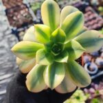 Aeonium Starburst