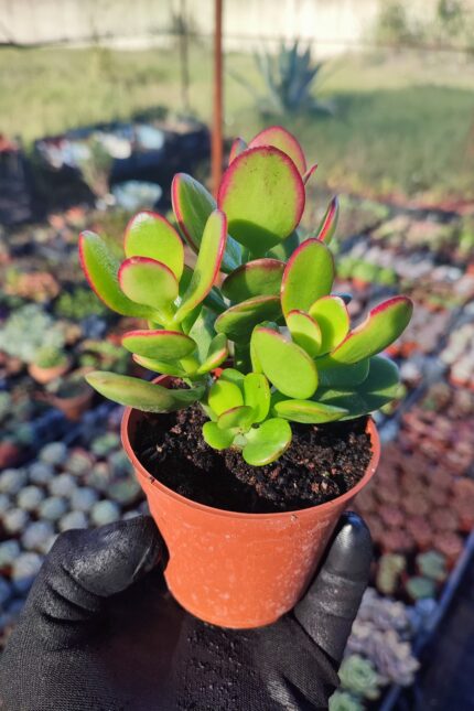 Crassula Ovata Hummel Sunset