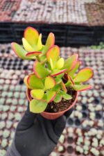 Crassula Ovata Hummel Sunset - Görsel 2