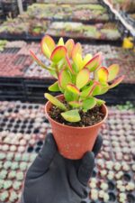 Crassula Ovata Hummel Sunset