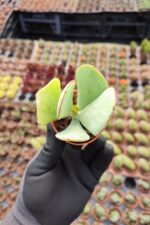 Cotyledon orbiculata - Görsel 3