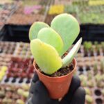 Cotyledon orbiculata