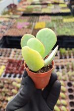 Cotyledon orbiculata