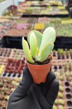 Cotyledon orbiculata - Görsel 2