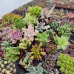 Sukulent seti 20 adet