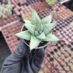 Gasteraloe cv. Gri Hayalet