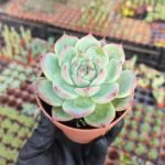 Echeveria Chihuahuensis