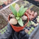 Adromischus marianiae Ssp.