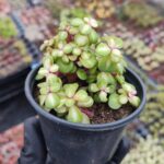 Portulacaria Afra Medio-Picta