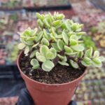 Portulacaria Afra Variegata