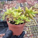 Sedum nussbaumerianum