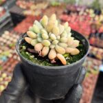 Graptopetalum mirinae cristat