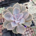 Echeveria Perle von Nürnberg