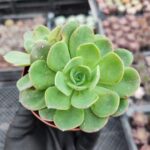 Echeveria greenprince
