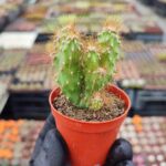 Cereus Peruvianus Monstrosus