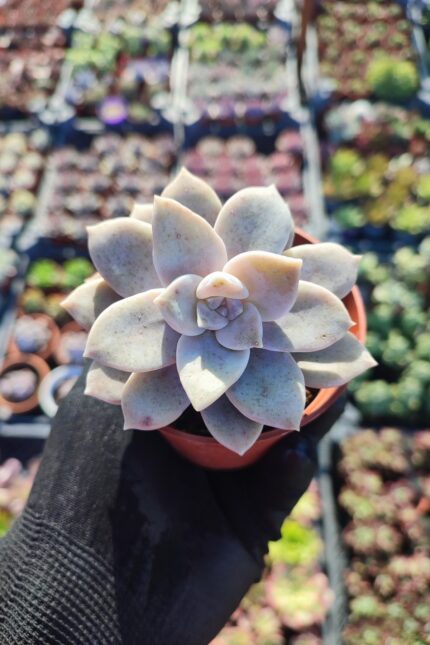 Graptopetalum Superbum