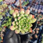 Echeveria Pink Ruby