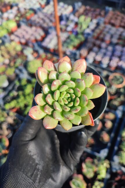 Echeveria Pink Ruby