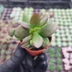 Crassula platyphylla