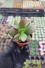 Crassula platyphylla
