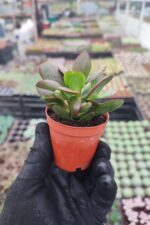 Crassula platyphylla - Görsel 2