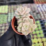 Echeveria Acaulis
