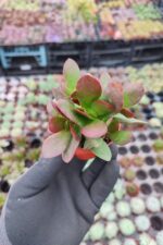 Crassula platyphylla - Görsel 2
