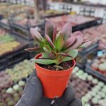 Crassula platyphylla