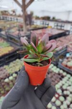 Crassula platyphylla