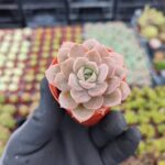 Echeveria Acaulis