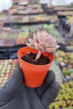 Echeveria Acaulis - Görsel 2