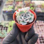 Echeveria Moranii