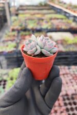 Echeveria Moranii - Görsel 2