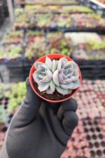 Echeveria Moranii - Görsel 3
