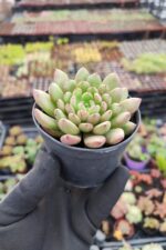 Echeveria Pink Ruby - Görsel 2