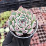 Echeveria Chihuahuensis