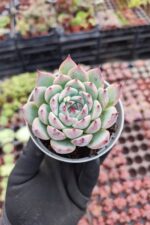 Echeveria Chihuahuensis