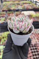 Echeveria Chihuahuensis - Görsel 2
