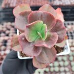 Echeveria suyon