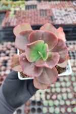 Echeveria suyon
