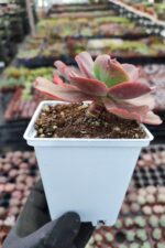 Echeveria suyon - Görsel 2