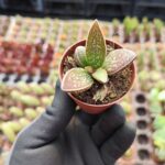 Adromischus marianiae Ssp.