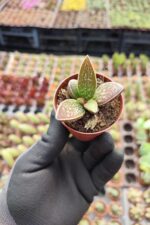 Adromischus marianiae Ssp.